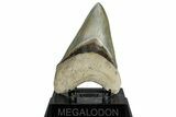 ” Fossil Aurora Megalodon Lower Tooth - Collector Quality #306350-2